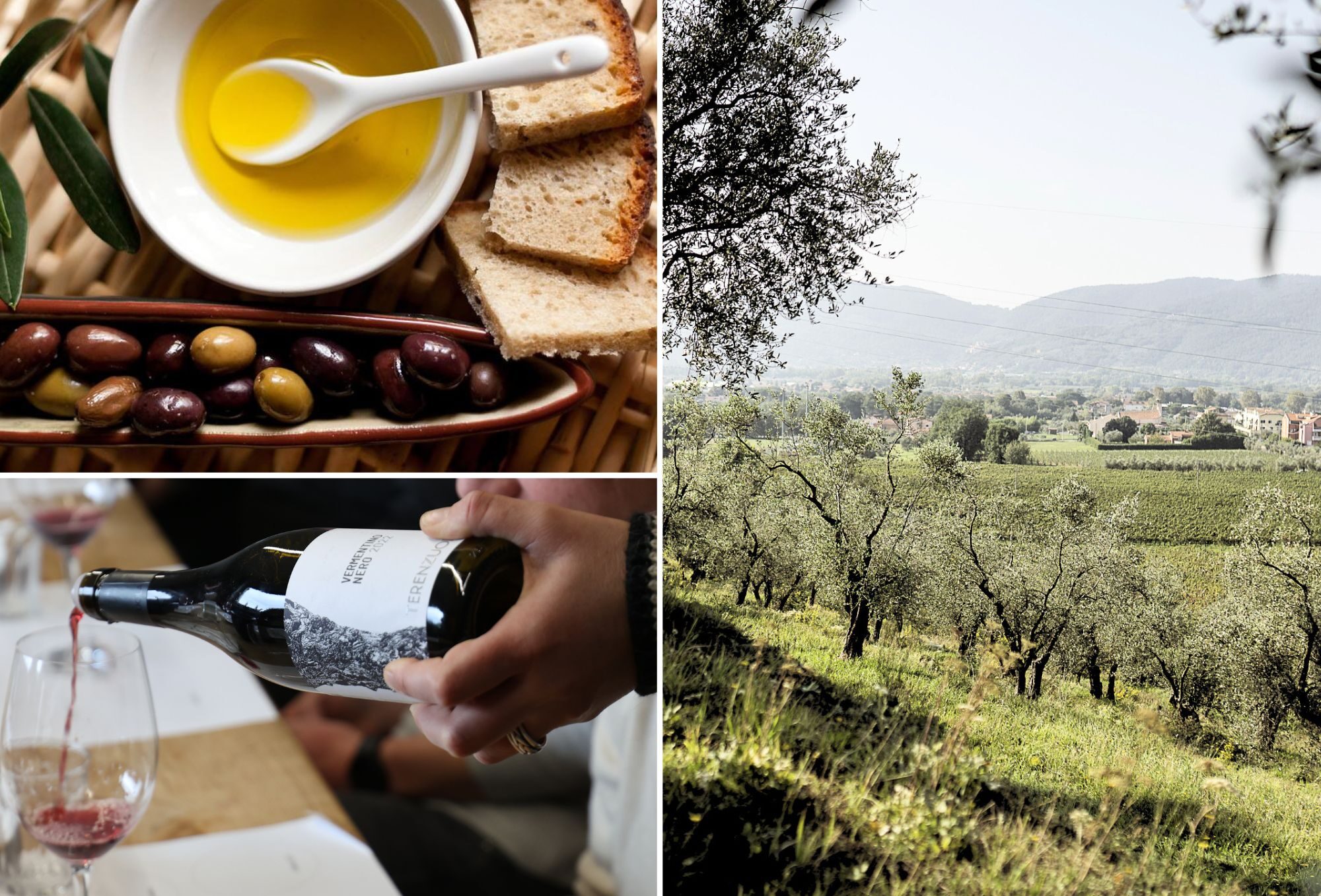 degustazione vini terenzuola e olio frantoio moro 